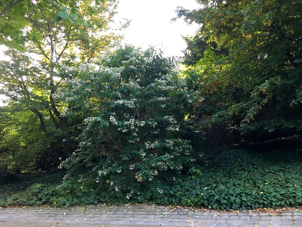 Strauch der sieben Söhne (© Stadt Neuss)