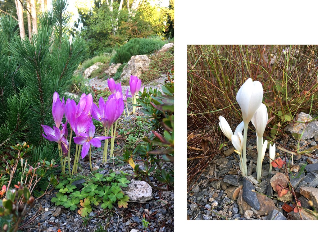 Botanischer Garten im September 2021: Herbstzeitlose Herbstzeitlose