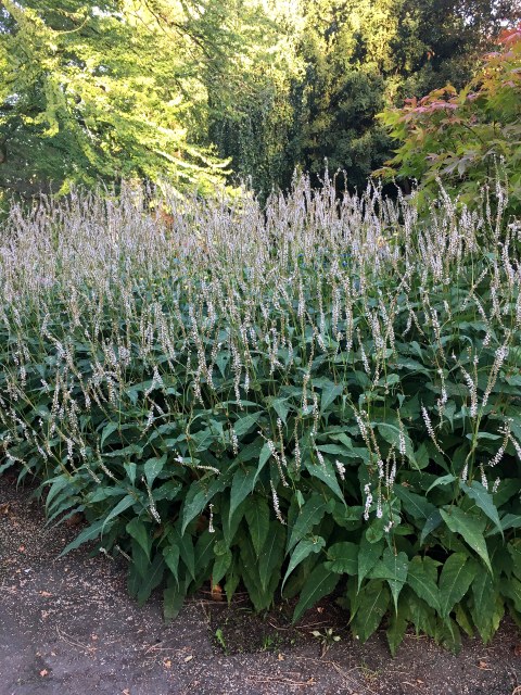 Botanischer Garten im September 2021: Schlangenknöterich Schlangenknöterich