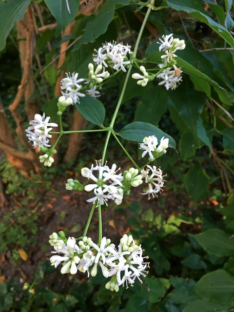 Botanischer Garten im September 2021: Strauch der sieben Söhne (Blüte) Blüte des Strauches der sieben Söhne
